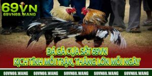 Đá Gà Cựa Sắt
